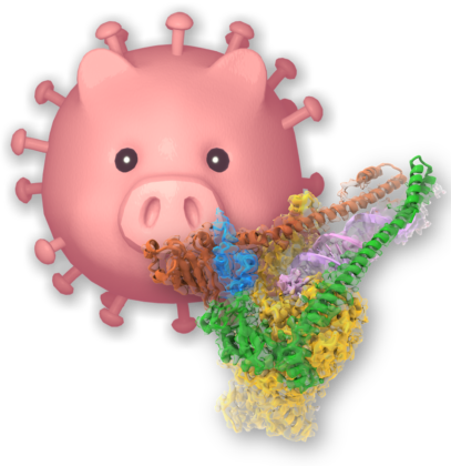 porcine epidemic diarrhea virus
