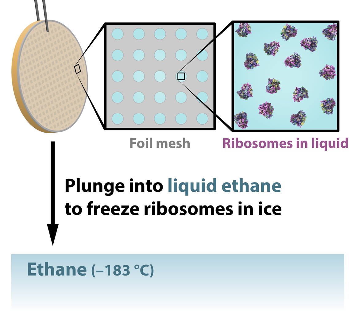 Liquid ethane
