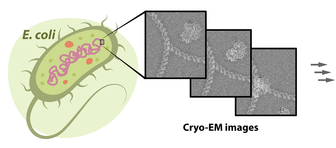 Cryo-EM images in E.coli