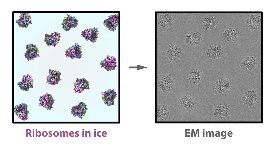 Ribosomes in ice