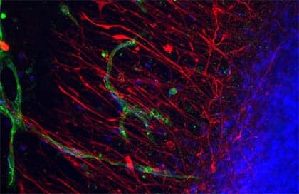 Regenerative biology