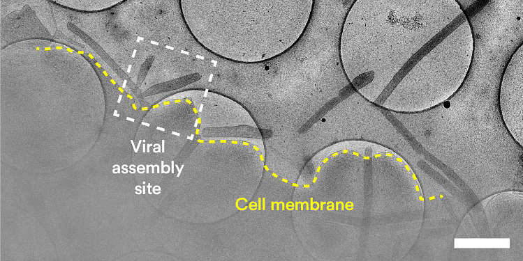 Viral assembly